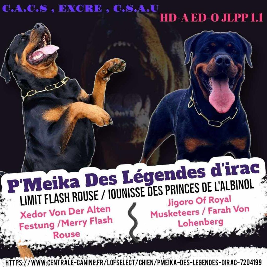 Pmeika Des Légendes D'Irac