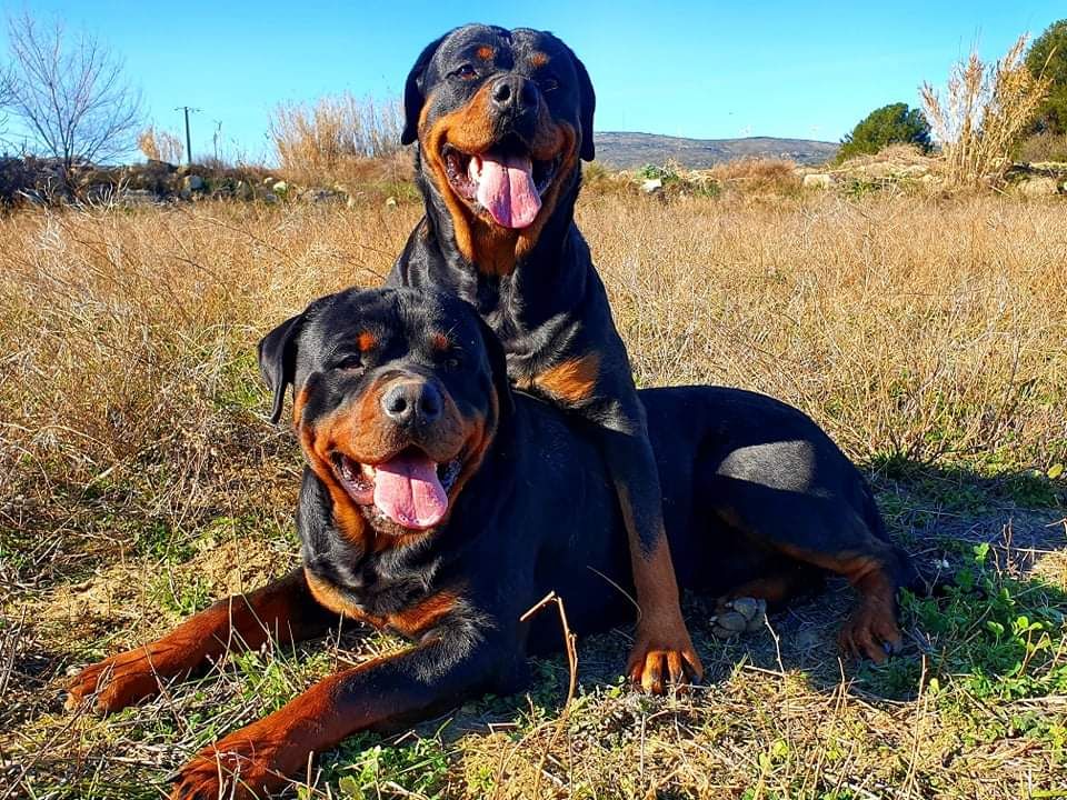 Meika & Rocky des princes de l'albinol